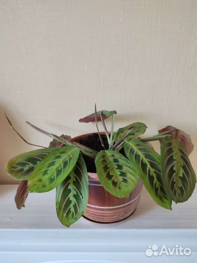 Маранта триколор