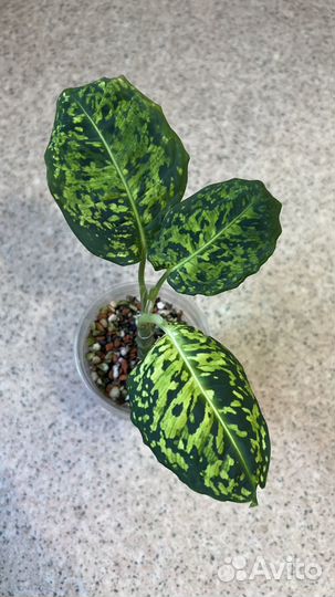 Диффенбахия рефлектор