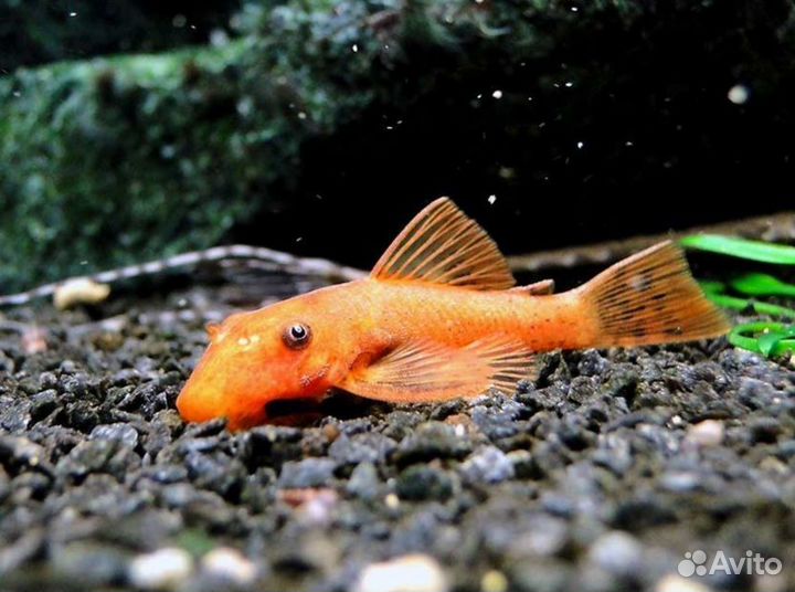 Анциструсы и гуппи