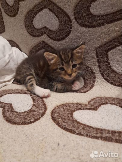 Котята отдам в добрые руки бесплатно