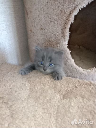 Котенок в добрые руки