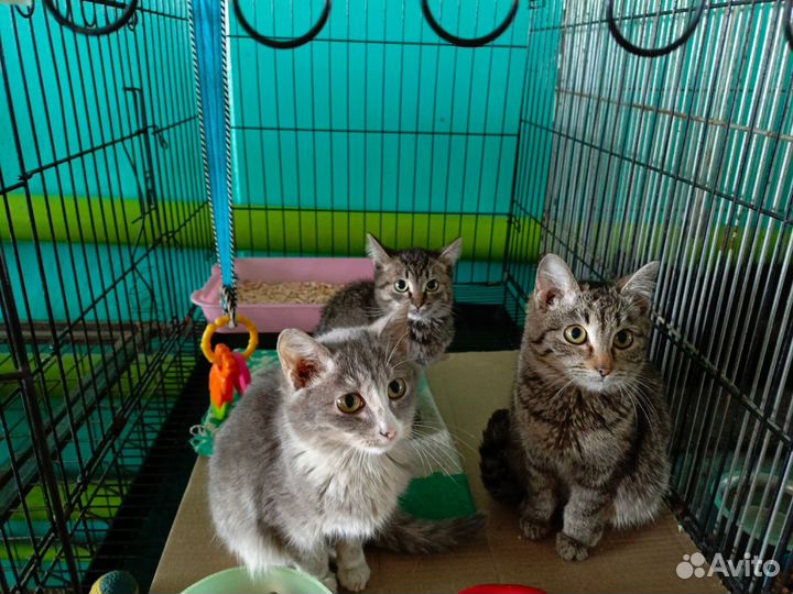 Котятки из отлова ждут свои семьи