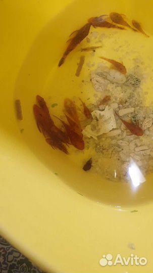 Сомики анцыструсы оранжевые ред