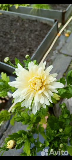 Хризантемы рассада