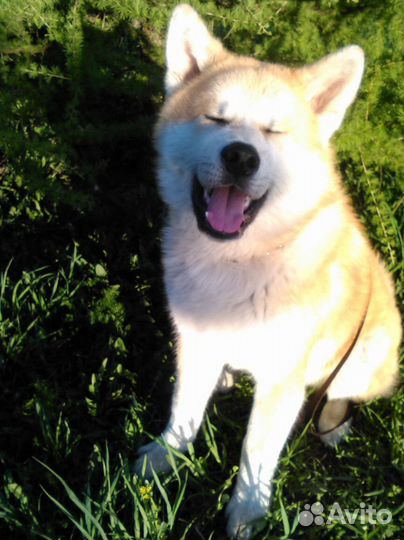 Кинолог. Зоопсихолог.Дрессировка собак