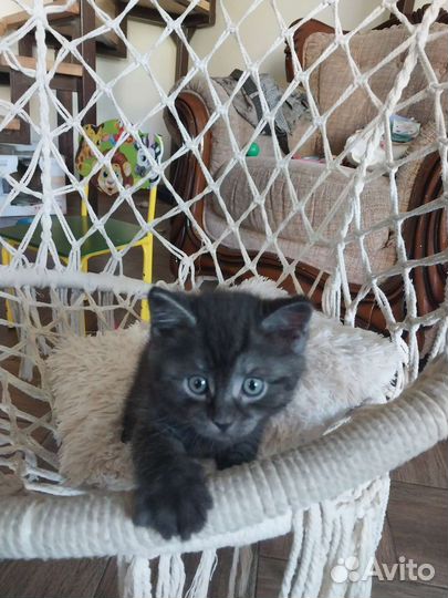 Кот в дар бесплатно