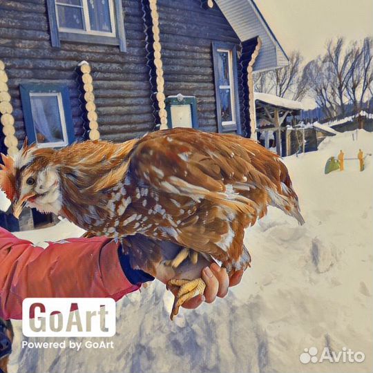 Живые петухи