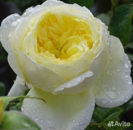 Роза Зоммергольд, Индиголетта, Флорентина