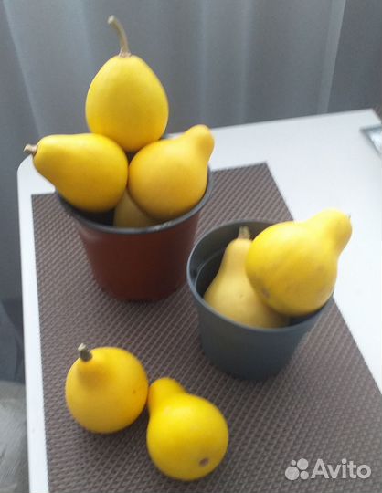 Семена тыквы декоративной