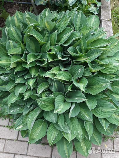 Хоста садовые цветы