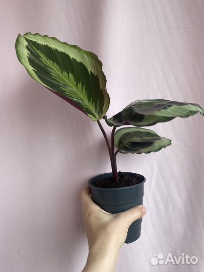 Калатея марион