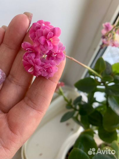 Комнатные цветы каланхоэ