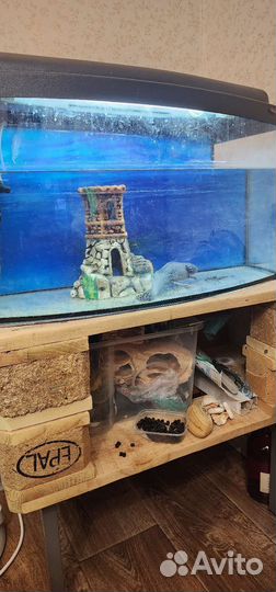 Аксолотль с аквариумом и тумбой
