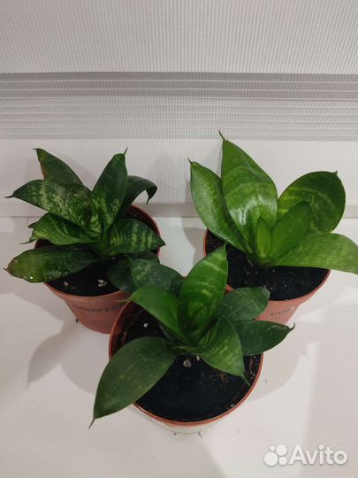 Сансевиерия Ханни Грин