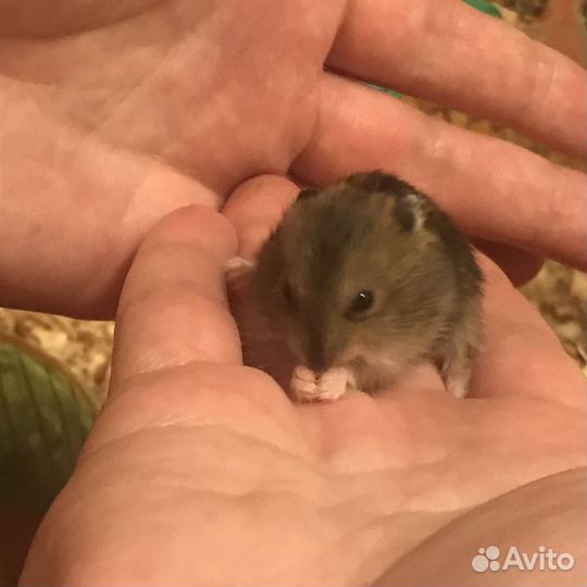 Джунгарские хомячки