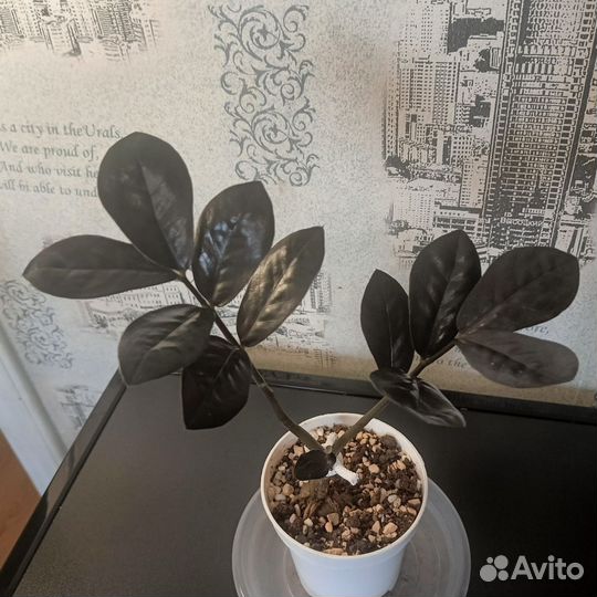 Замиокулькас равен