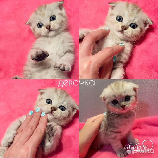 Шотландские котята