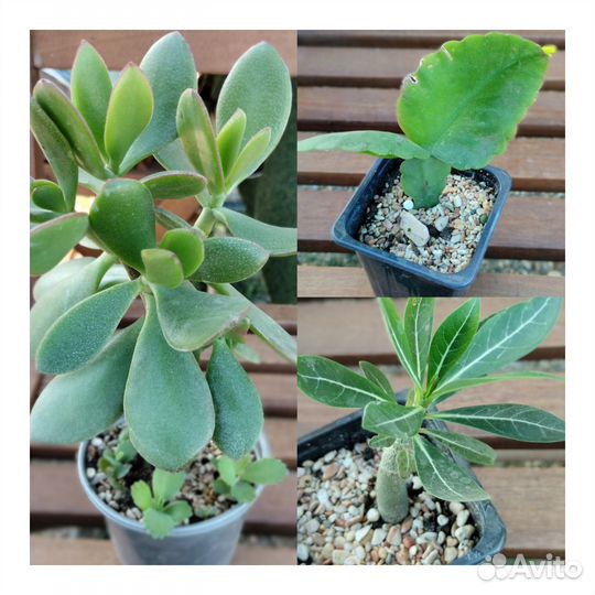 Кактусы и суккуленты