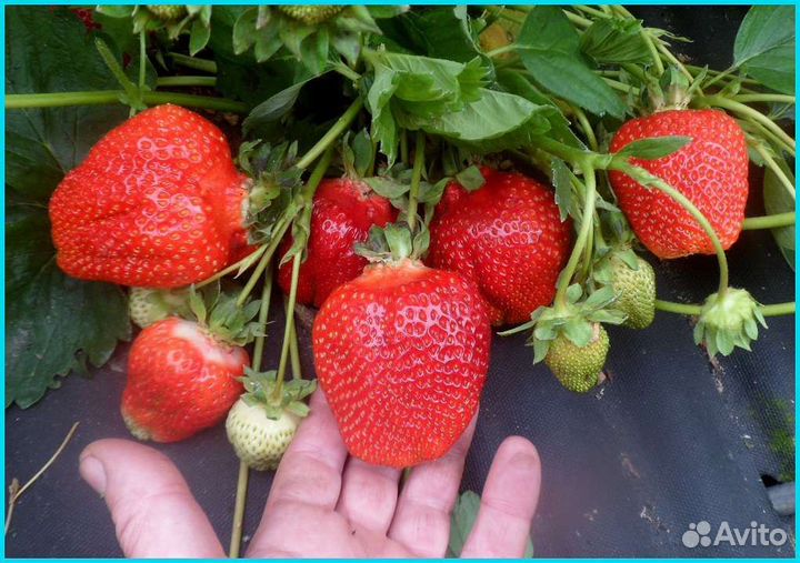 Рассада клубники