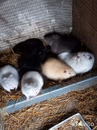 Нутрии на племя