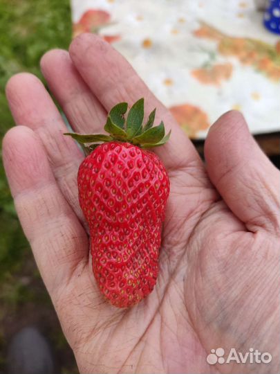 Рассада клубники