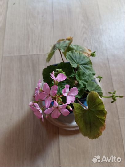 Герань пеларгония