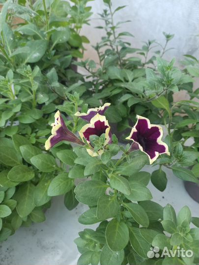 Тайдалы очень обьемные