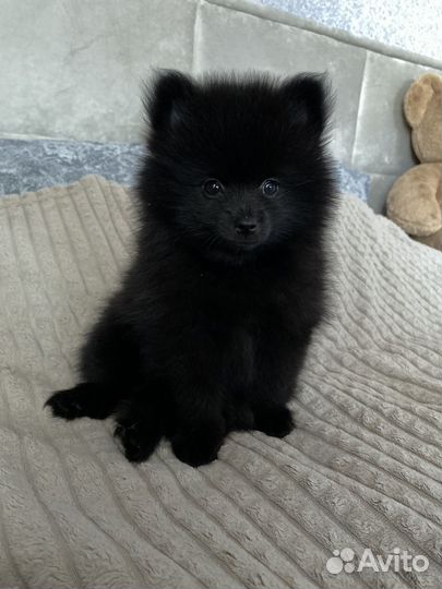 Щенки померанского шпица