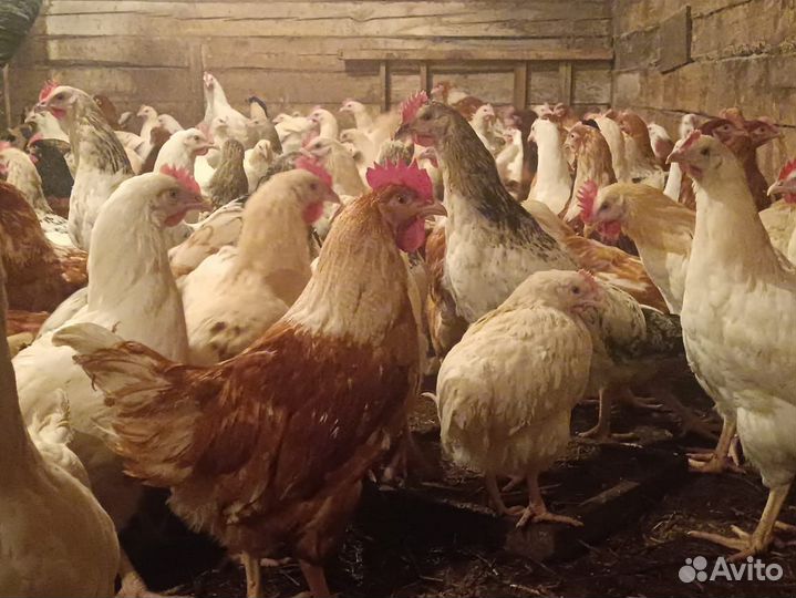 Куры и петухи