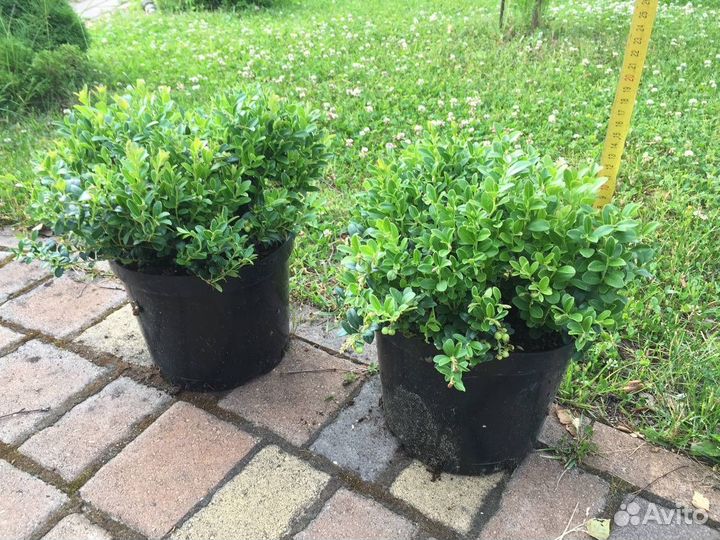 Брусника садовая сажецы брусники