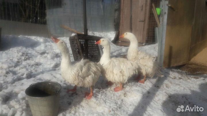 Гуси и инкубационное яйцо в Лобне