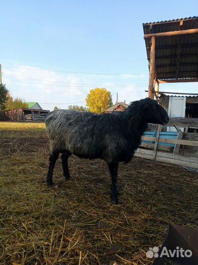 Овцы бараны