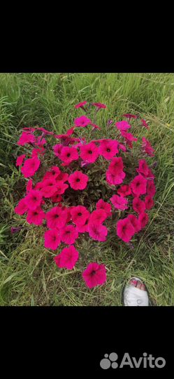 Готовый бизнес Ф. Х. Дом, теплица Рассада, петуния