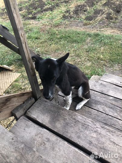 Отдам в добрые руки