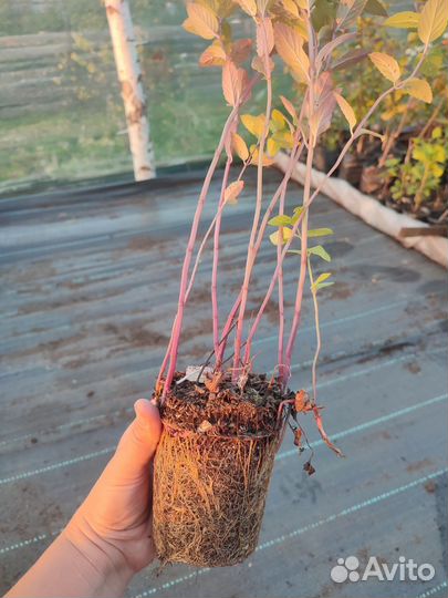 Мята сортовая, Партеноциссус (виноград девечий)