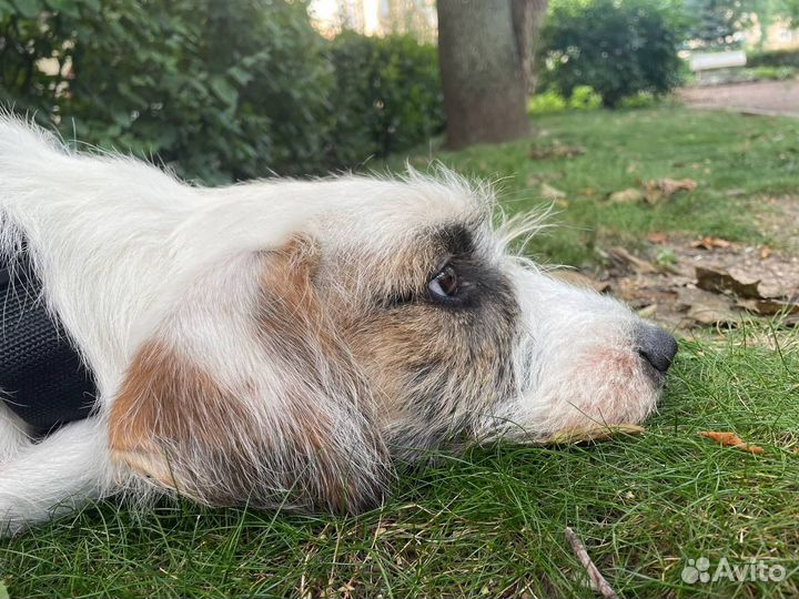 Мальчик-пес Чарли