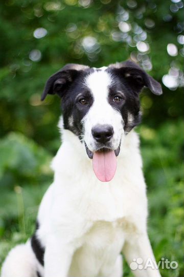 Собака в добрые руки щенок девочка