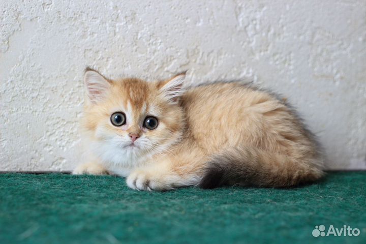 Шотландские котята золотые шиншиллы