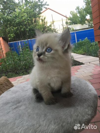 Котята в добрые руки бесплатно