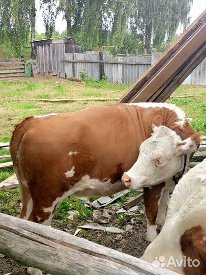 Быки бычки телята