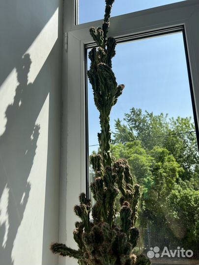 Кактус 20 лет