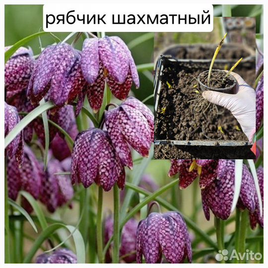 Примулы, цветы