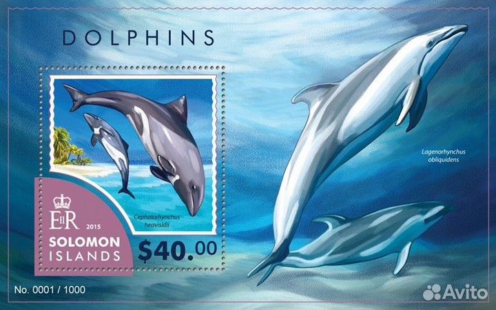 Соломоновы о-ва, 2015. (slm15403) Морская фауна, д