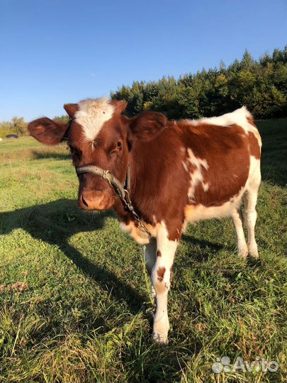 Коровы и телки бычки