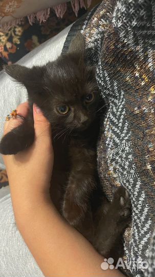 Заберите котиков