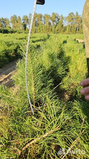 Сосна Обыкновенная окс Pinus sylvestris