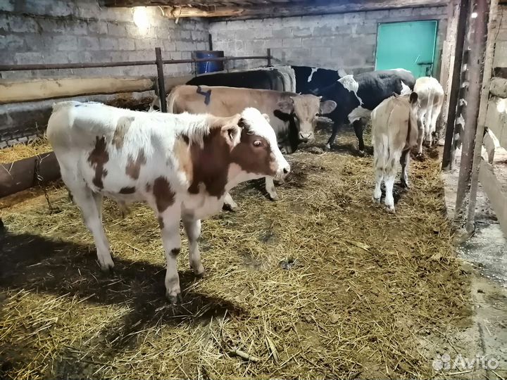 Бычки симментальской породы