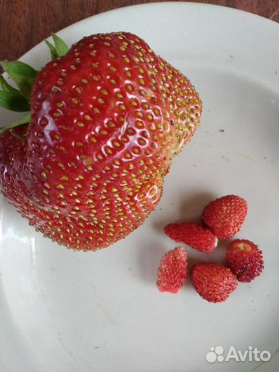 Клубника крупноплодная