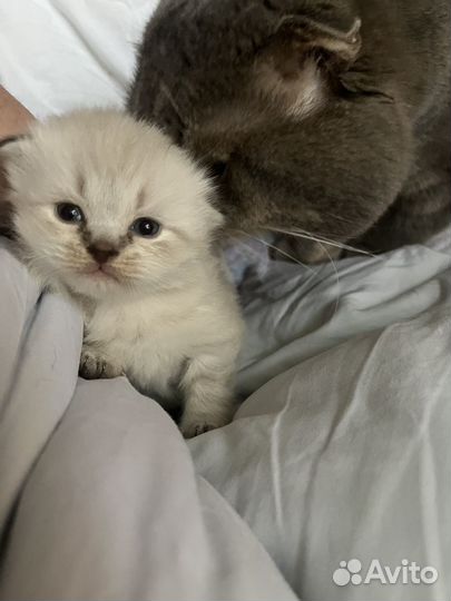 Продаются котята