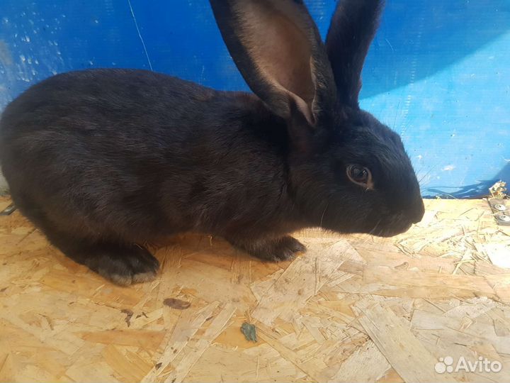 Кролики породы Рекс
